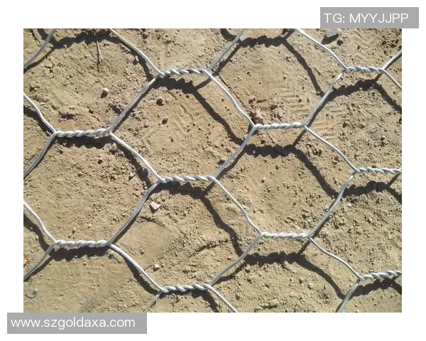 深圳极限运动队的区域防守策略揭秘与深度分析